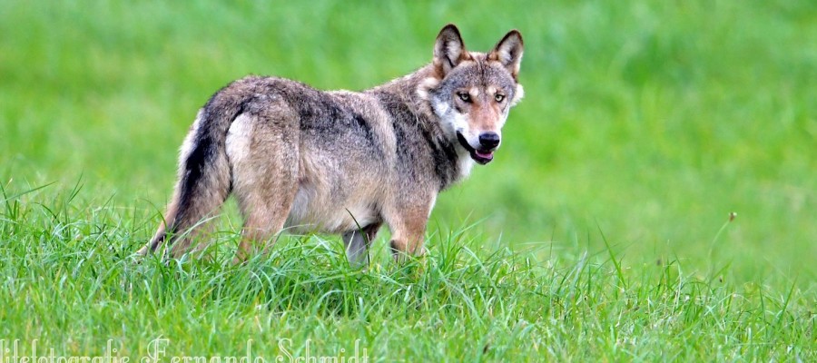 Eiertanz um Wolfsmischlinge