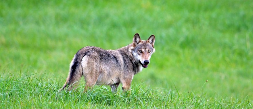 Wolf in freier Wildbahn