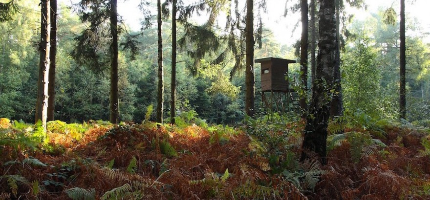 Hochsitz im Wald