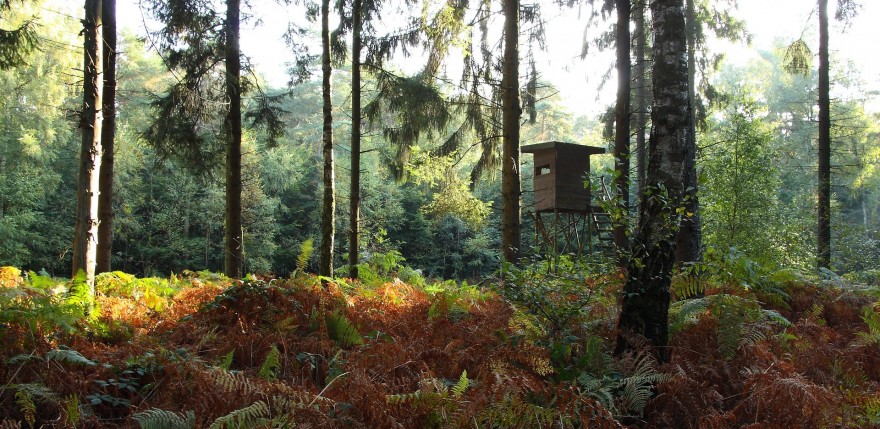 Hochsitz im Wald