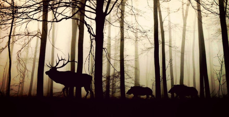 Wildtiere im Wald