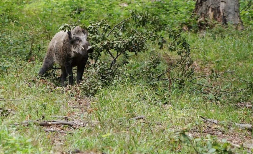 Wildschwein im Wald