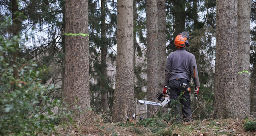 Forstwirt im Schlag