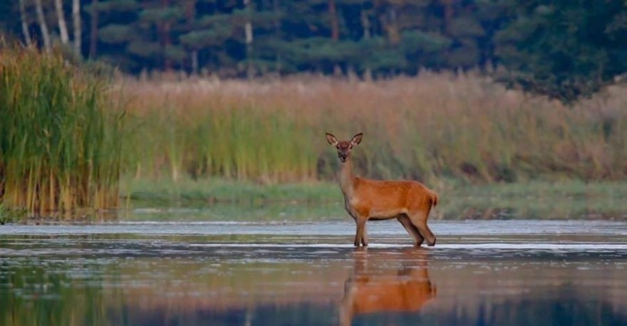 Rotwild im See