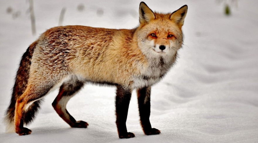 Fuchs im Winterbalg