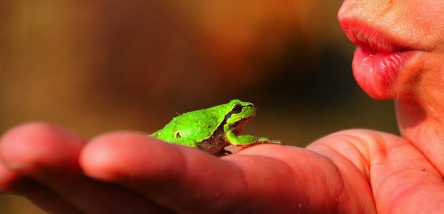 Frosch