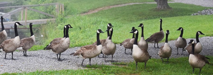 Jagd und Natur kompakt: Der News-Überblick am 27.08.18