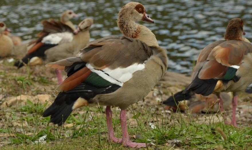 Nilgans