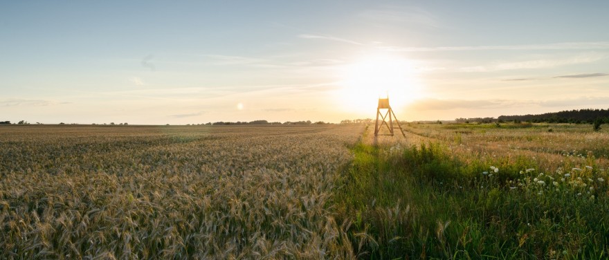 Hochsitz im Sonnenuntergang