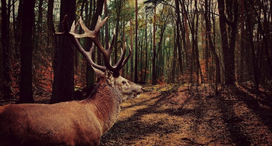 Hirsch im Wald