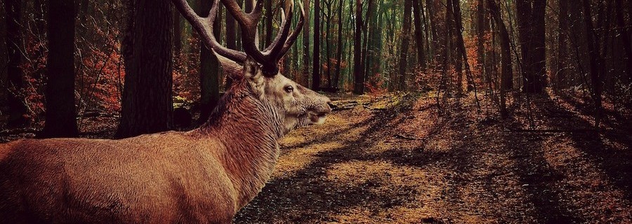 Der deutsche Wald (IV): Wald und Wild oder Wald vor Wild?