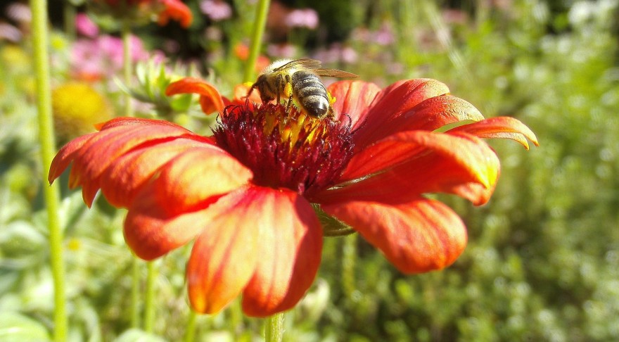 Biene auf einer Blumenwiese