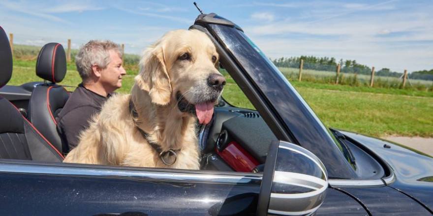 Brandgefährlich bei Ausweich- oder Bremsmanövern: Hund auf Beifahrersitz. (Foto: ADAC / Uwe Rattay) 