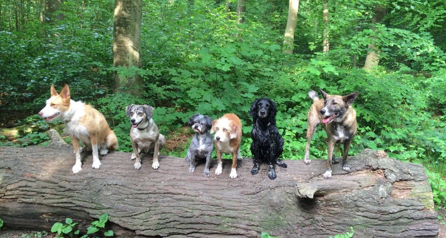 Hunde im Hundewald Lübeck