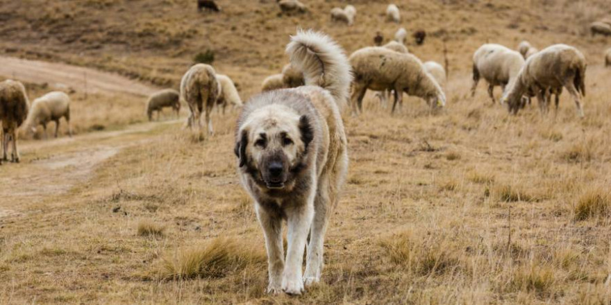 Herdenschutzhund vor einer Schafherde (Symbolbild: iStock/MajaArgakijeva)