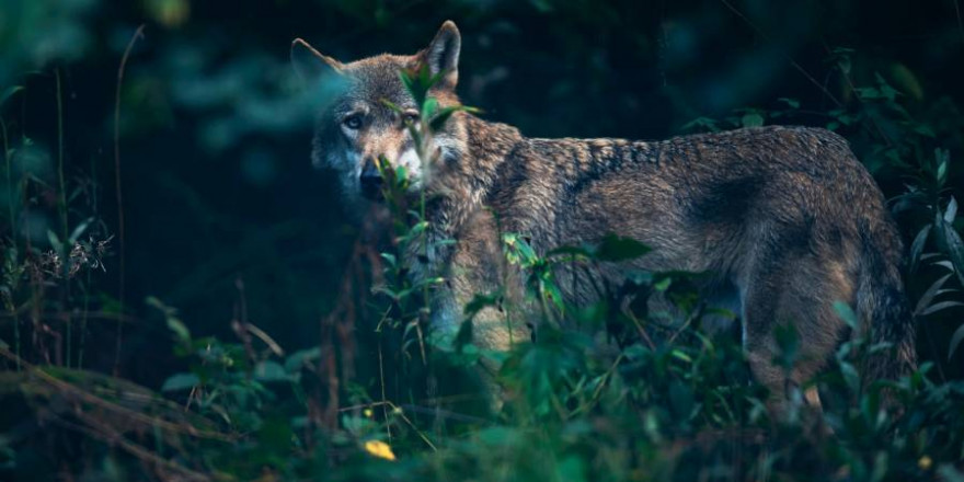 Ein Wolf teilweise von Vegetation verdeckt (Symbolbild: iStock/ysbrandcosijn)