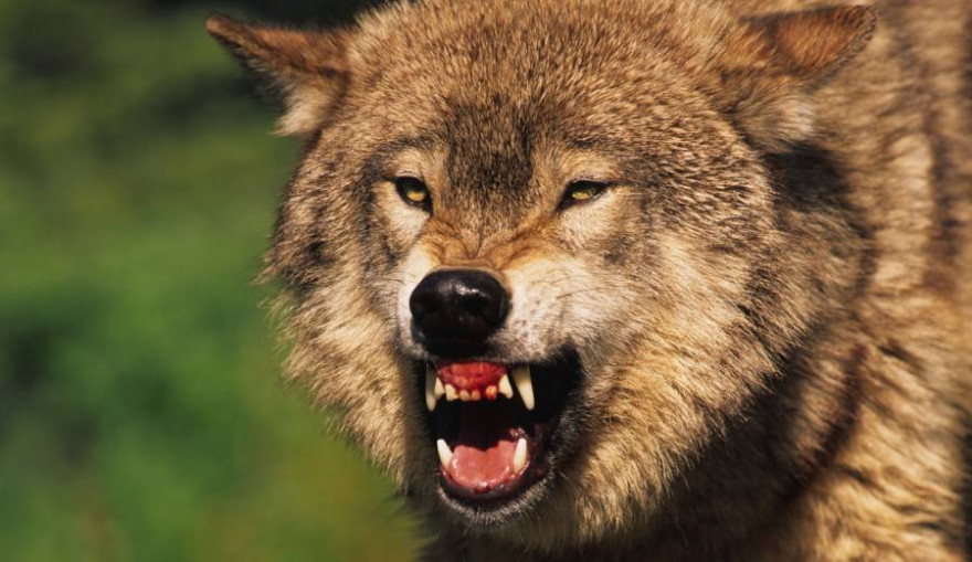 Ein Wolf fletscht die Zähne (Beispielbild: iStock/ twildlife)