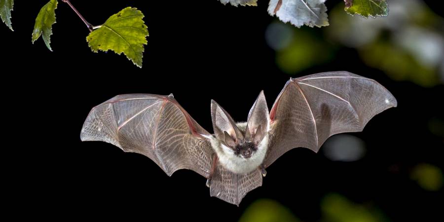 Fledermaus im Flug (Symbolbild: CreativeNature_nl)