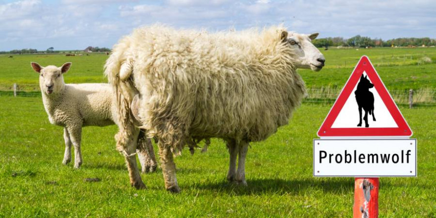 Schafe mit Warnschild „Problemwolf“ (Foto: iStock/Animaflora)