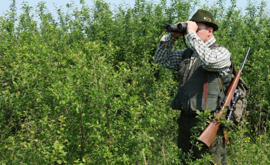 Sachsen verbietet jegliche Jagdausübung im „gefährdeten Gebiet“, obgleich auch durch gezielte Einzeljagd Schwarzwild effektiv und ohne größere Beunruhigung reduziert werden könnte. (Beispielbild: iStock.com/goce)