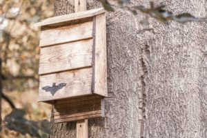 Fledermauskasten an einem Baum angebracht (Beispielbild: undefined_undefined)