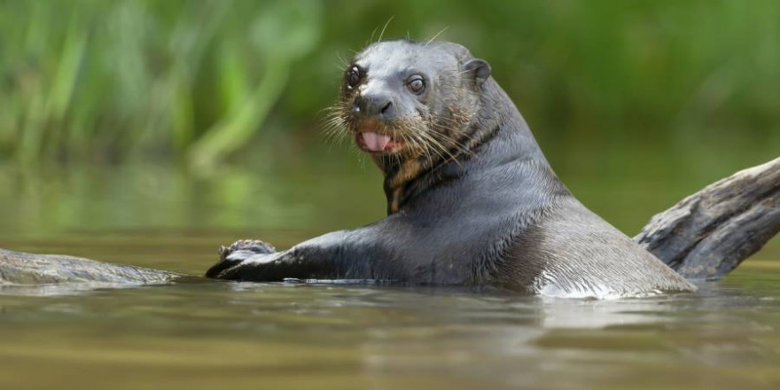 Ein Fischotter im Wasser (Beispielbild: iStock/Dgwildlife)