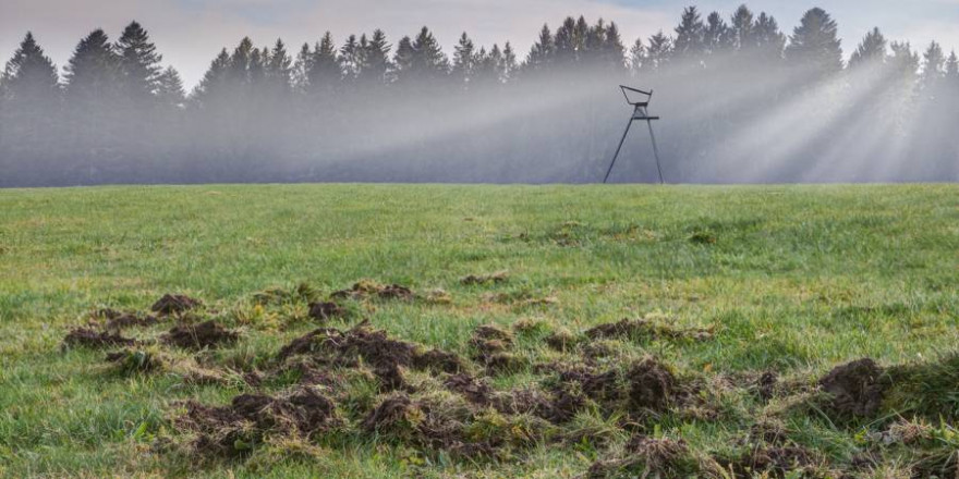 Eine von Wildschweinen umgebrochene Grünfläche vor einer Ansitzleiter (Symbolbild: iStock/Edgar G. Biehle)