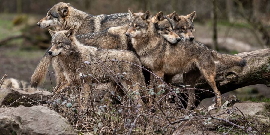 Fünf Wölfe im Wald (Symbolbild: iStock/AB Photography)