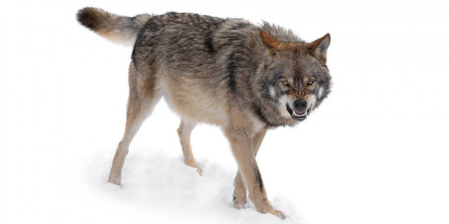 Ein Wolf im Schnee (Symbolbild: iStock/bazilfoto)