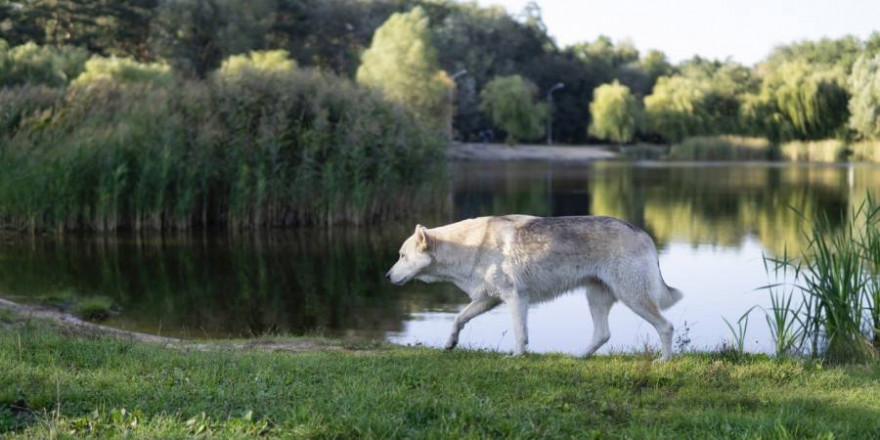 Dem Wolf ähnliche Hunde sind in manchen Kreisen sehr gefragt (Symbolbild: Ekaterina Chizhevskaya)