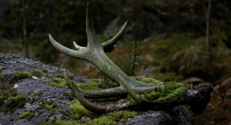 Diese Abwurfstange eines Rothirsches dürfte schon etwas länger im Wald liegen. (Beispielbild: iStock/thomasmales)