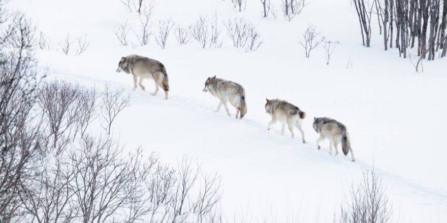 Vier Wölfe im norwegischen Winter (Foto: iStock/kjekol)