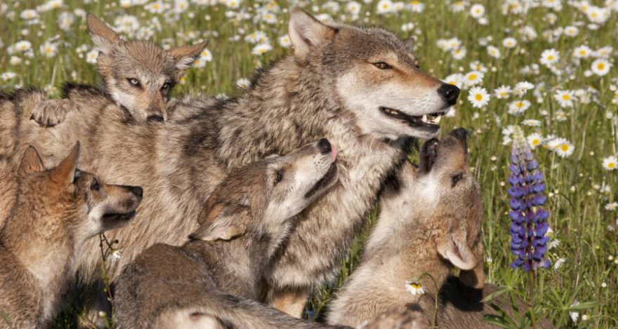 Wolfswelpen spielen mit ihrer Mutter. (Symbolbild: iStock/dssimages)