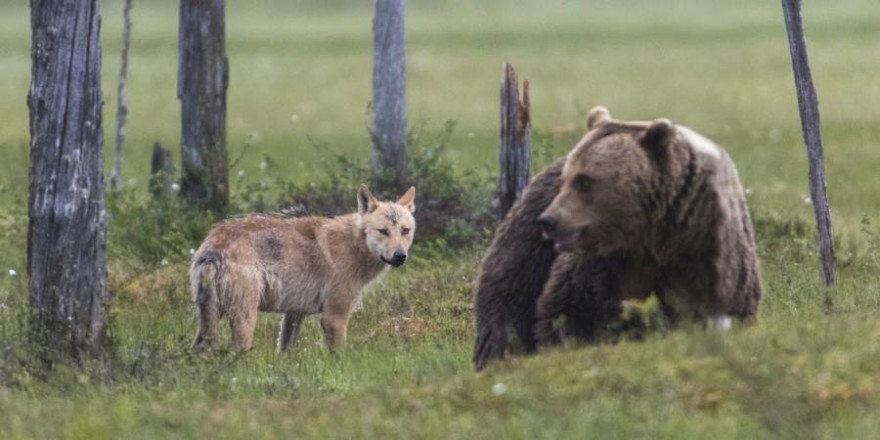 Wolf und Braunbär in Finnland (Beispielbild: iStock/Mats Lindberg)