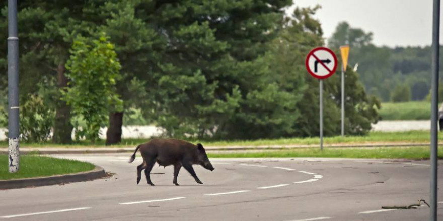 Eine Wildschweinbache überquert eine Straße (Symbolbild: iStock/wrzesientomek)