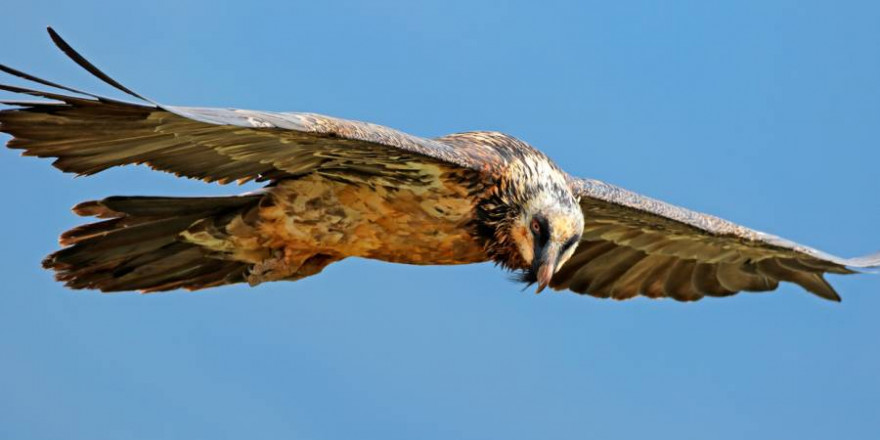 Bartgeier im Flug (Foto: iStock/EcoPic)