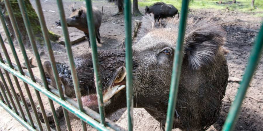 U. a. schlecht gewartete und durchlässige ASP-Schutzzäune kritisiert das BMEL. Hier zu sehen drei Wildschweine hinter einem „sauensicheren“ Zaun (Symbolbild: Sanny11)