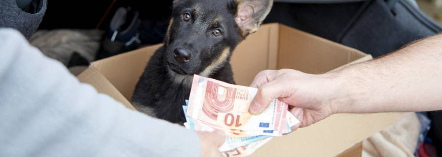 Illegalen Welpenhandel eindämmen