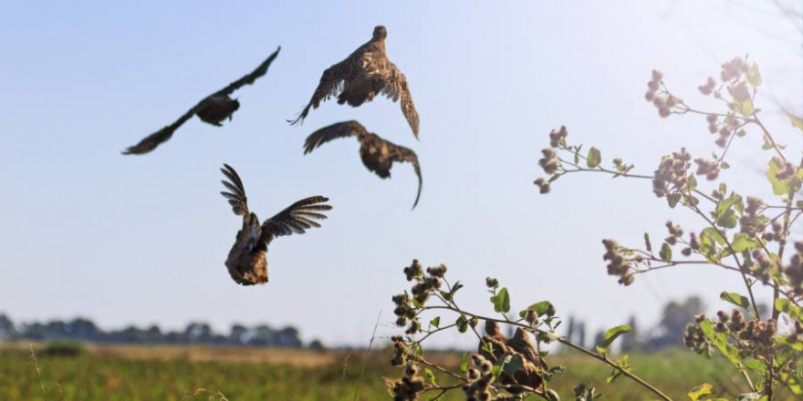 Auffliegende Rebhühner (Symbolbild: iStock/drakuliren)