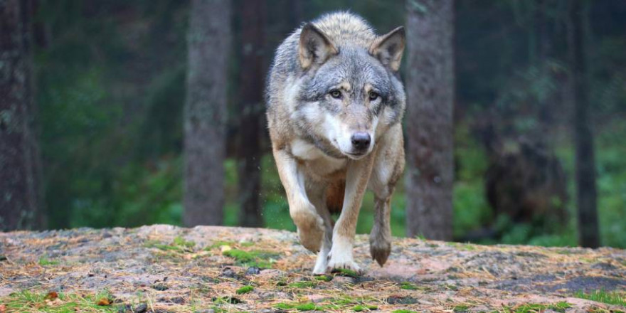 Wölfin in einem Bergwald (Symbolbild: iStock/esmeraldaedenberg)