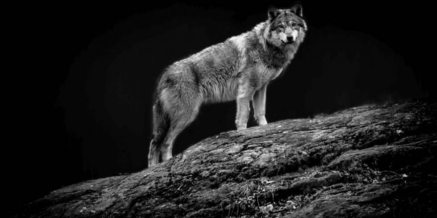 Der angeblich nach Absprache erlegte Wolf wurde nie gefunden. (Symbolbild: iStock/DanHenson1)