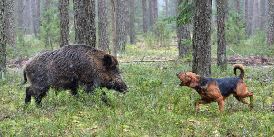 Durch den Kontakt mit Wildschweinen hat sich ein Jagdhund während einer Treibjagd mit der Aujeszkyschen Krankheit infiziert (Beispielbild: iStock.com/eAlisa)