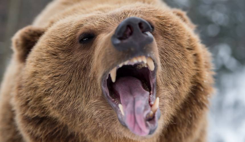 Braunbär mit aufgerissenem Maul (Symbolbild: iStock/ Byrdyak)