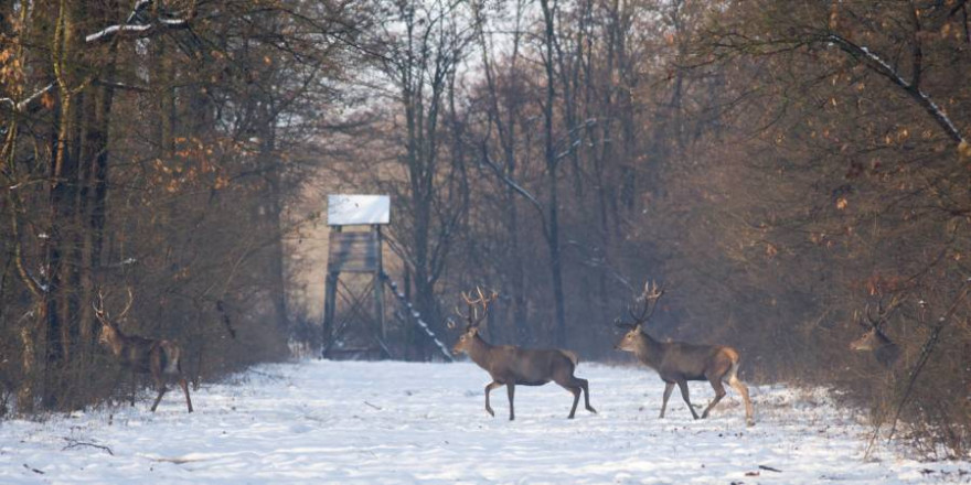 Rothirsche vor einem Hochsitz über eine Freifläche im winterlichen Wald wechselnd (Foto: iStock/Jevtic)