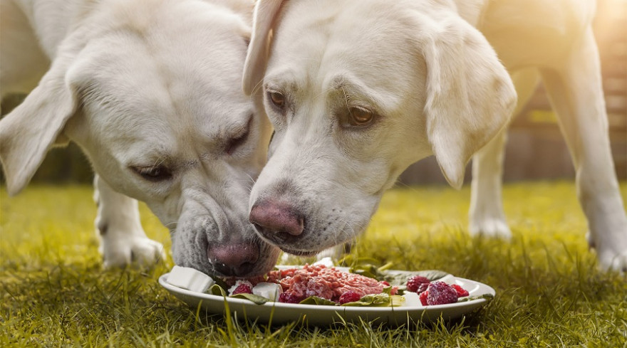 Hunden werden zunehmend Portionen aus rohem Fleisch, Schlachtnebenprodukten, Knochen und anderen Zutaten verfüttert.