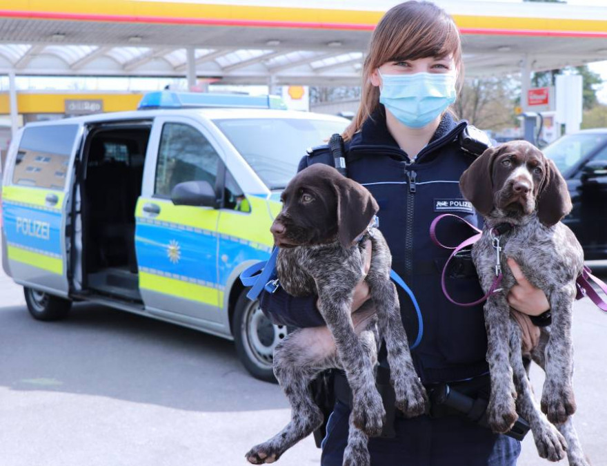 Eine Polizistin mit den beiden illegal eingeführten Welpen (Foto: Polizeipräsidium Ravensburg)