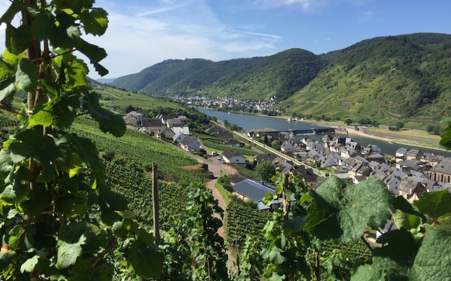 Neef an der Mosel