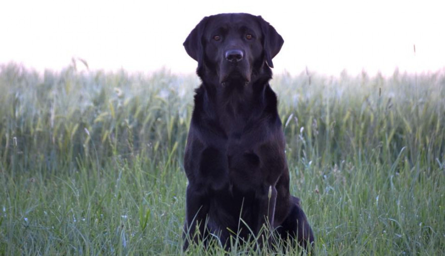 Labrador Retriever