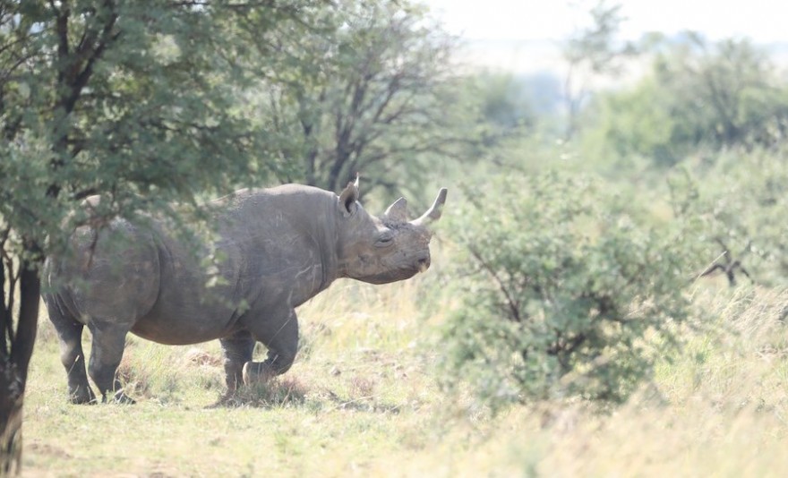 Nashorn in der Savanne