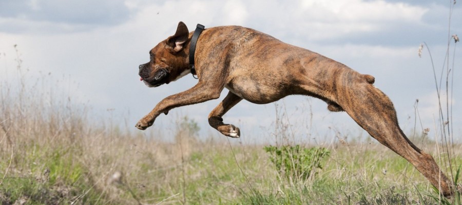 Können Jäger und Hundehalter zusammenfinden?